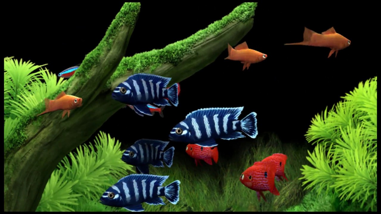 Dream Aquarium the best screensaver HD YouTube