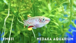 フンデュロパンチャックス  ガードネリーの色彩／Fundulopanchax gardneri（卵生メダカ／killifish）   #Shorts