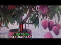 @israel /MANGGA KERDIL CEPAT BERBUAH LEBAT/MANGO GRAFTING/plant/Tree