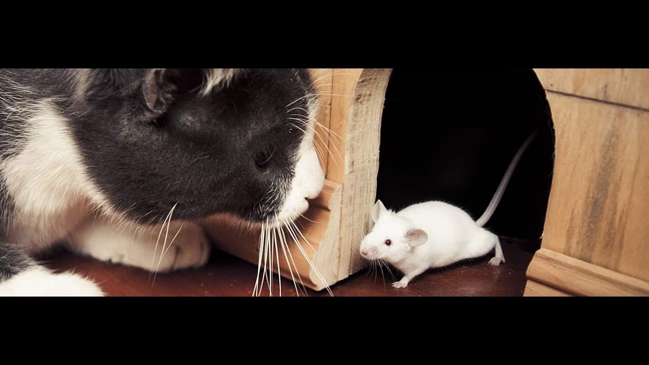 Catching Mice! Entertainment Video for Cats to WatchCAT GAMES YouTube