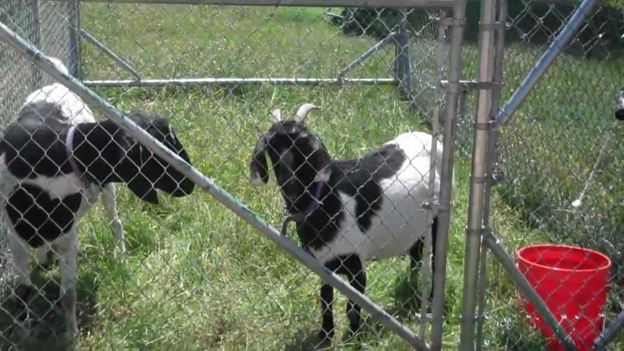 Goat Pen - Movable Feed Yard - YouTube