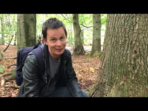 Video: Hvilke Dyr Findes I Løvskove