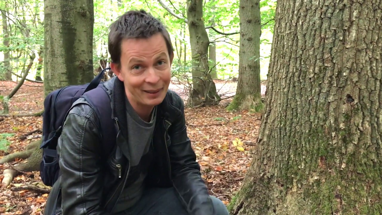 GoLittle - Seje dyr du kan finde under skovens døde blade!