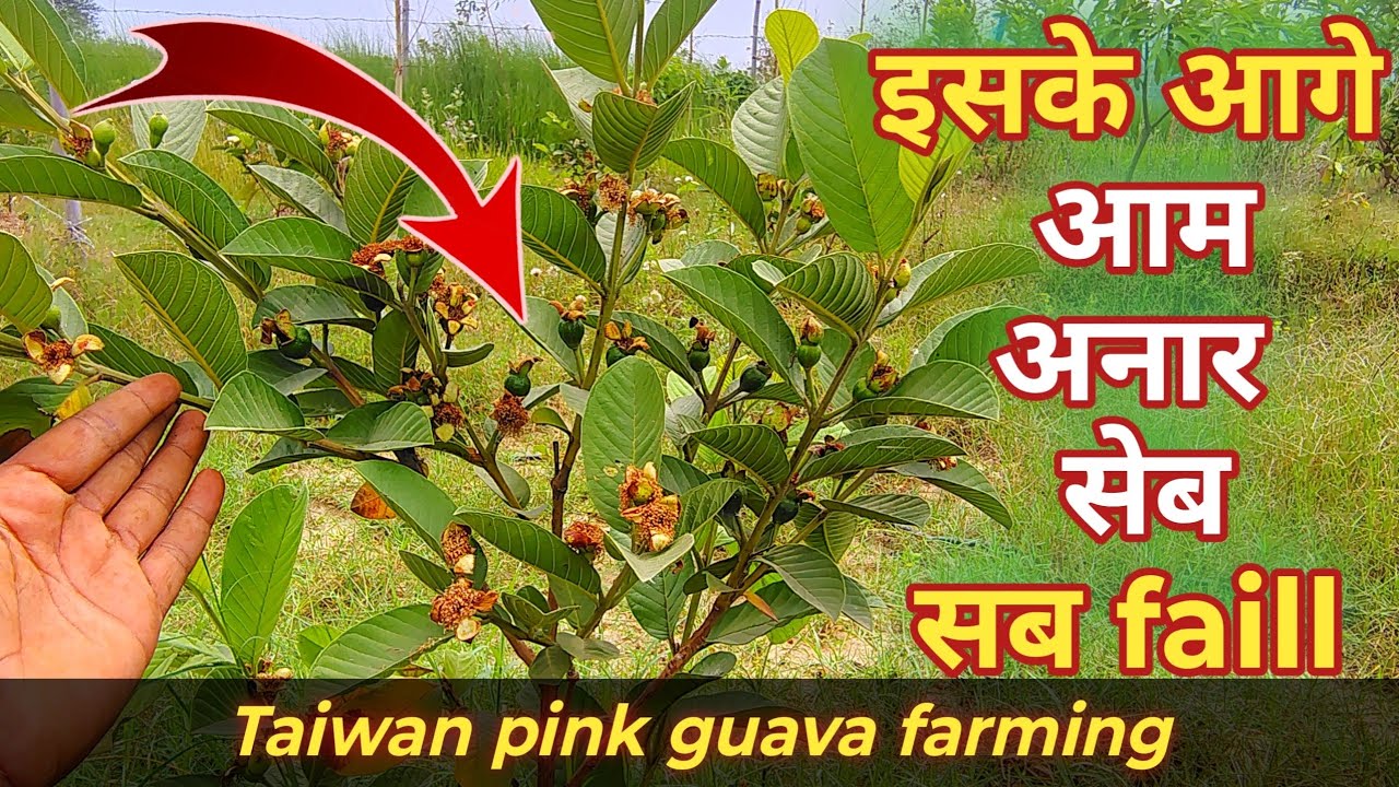 Taiwan pink guava farming / taiwan pink अमरूद की खेती/ अमरूद की खेती कैसे करें / guava farming