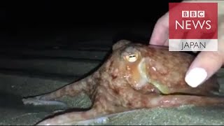 タコが次々と歩いた夜　英ウェールズ海岸