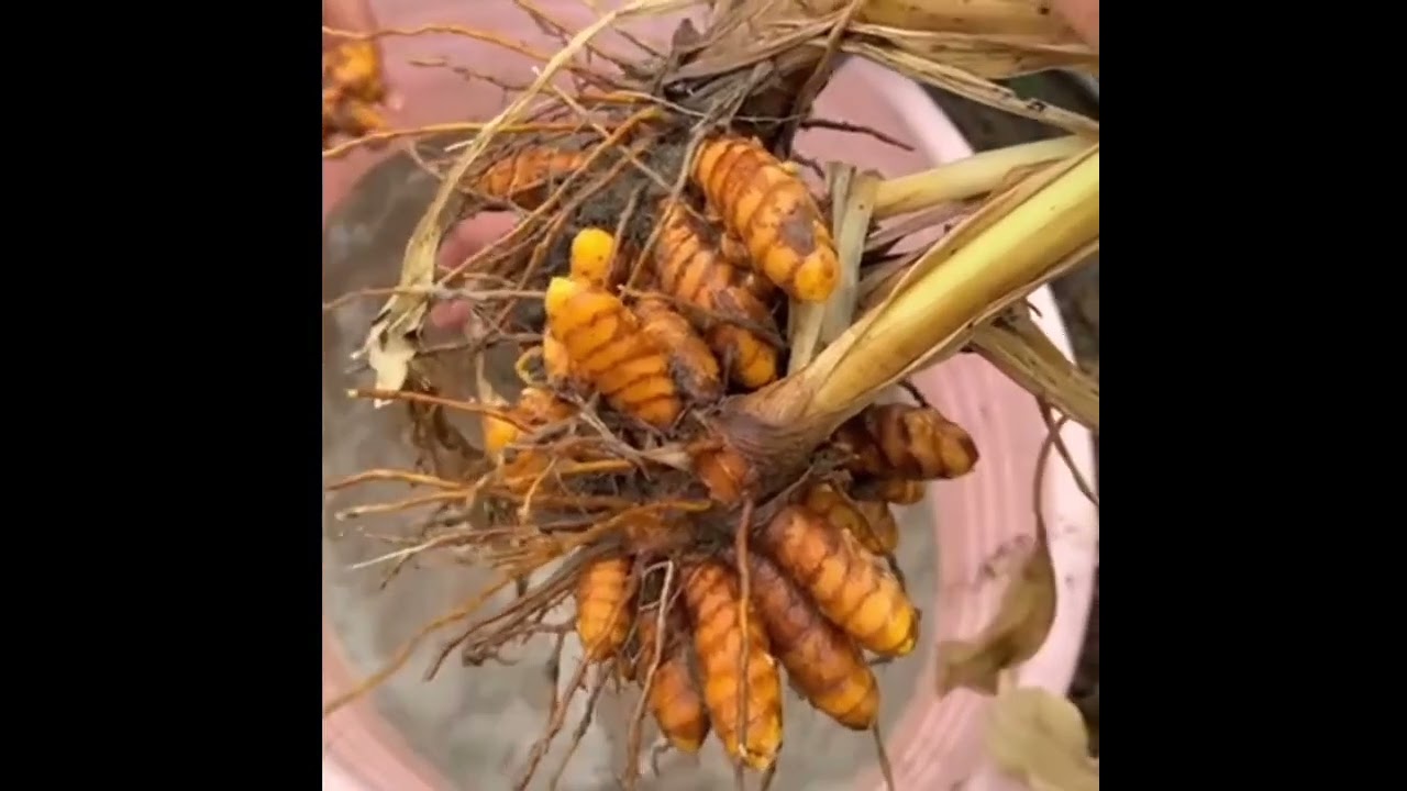 بینەری بەشێک لە بەرهەمی پەتاتەی سور و زەردەچەوە بن کە زۆر ناوچەی کوردستان گونجاوە بۆ ئەم بەرهەمانە.