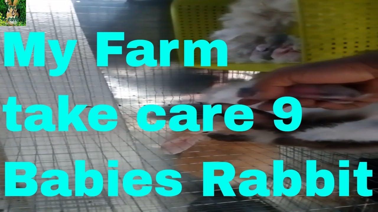 how to take care new born rabbit babies 
