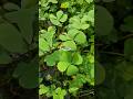 Marsilea atau Semanggi air #semanggi #marsilea #semanggisuroboyo semanggi | Marsilea crenata #clover