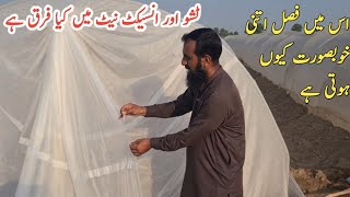 Tunnel farming in tissue vs anti insect net |Benefits and price, step by step complete guide|IR FARM