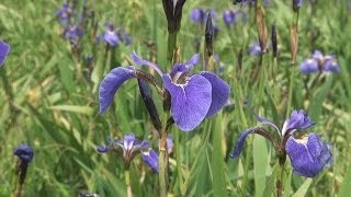 太平洋望みアヤメ開花 北海道厚岸町で見ごろ