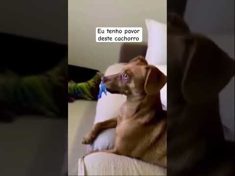 EU TENHO PAVOR DESTE CACHORRO #pets #dog