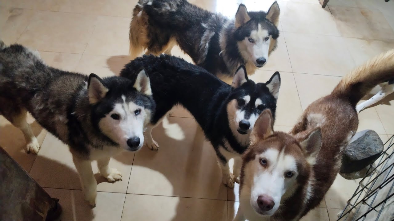 Meet our Huskies with Classical Music