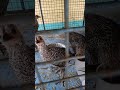 📅 Daily Growth of Chickens | Village Farm Life