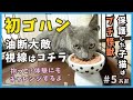 5 屋根上にいた迷い子猫のアオくん、保護翌日の初ご飯&抱っこ?体験がこちら...【あお・迷い子猫はプチ怪獣】