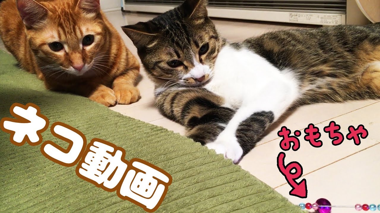 ○普段遊び○ネコ動画！カメラマンはまーちゃんwwまーちゃん【6歳