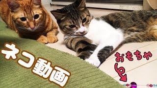 ○普段遊び○ネコ動画！カメラマンはまーちゃんwwまーちゃん【6歳