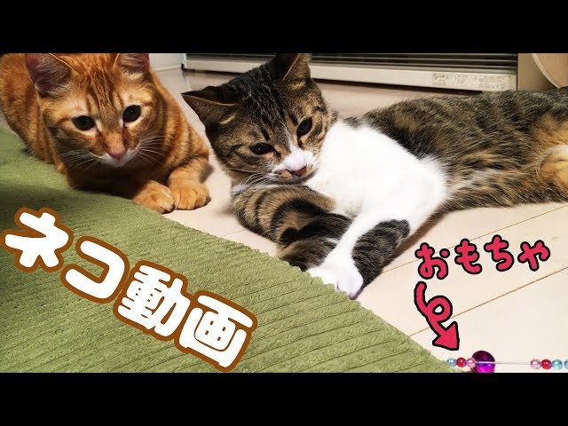 ○普段遊び○ネコ動画！カメラマンはまーちゃんwwまーちゃん【6歳
