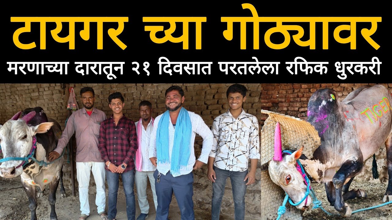 टायगर ला नक्की का लागली इतकी गती | टायगर च्या गाडीच्या ड्रायव्हर चा वेगळाच अनुभव 