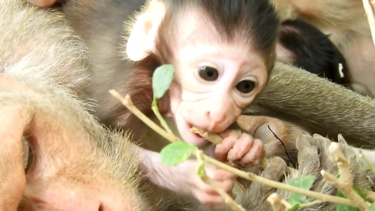pet monkey canada Wonderful Adorable Baby Monkey Happy & Funny, | Monkey 168,