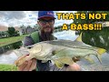 CATCHING SNOOK IN A SECRET POND [BROKE OFF A NICE SNOOK!!]