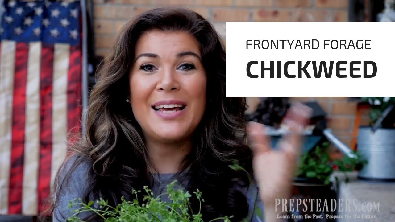Front Yard Foraging for CHICKWEED - with PREPSTEADERS
