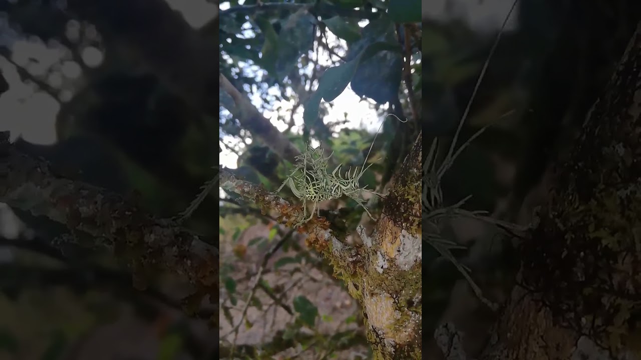 Aghat with Insect Markia Hystrix