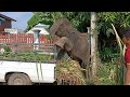 ขี้ดื้องามโชค⚠️ทั้งเตะทั้งเหยียบรถไม่พอ❗ขโมยกล้วยขโมยมะม่วง🤣🤣😂 elephant steal mangoes