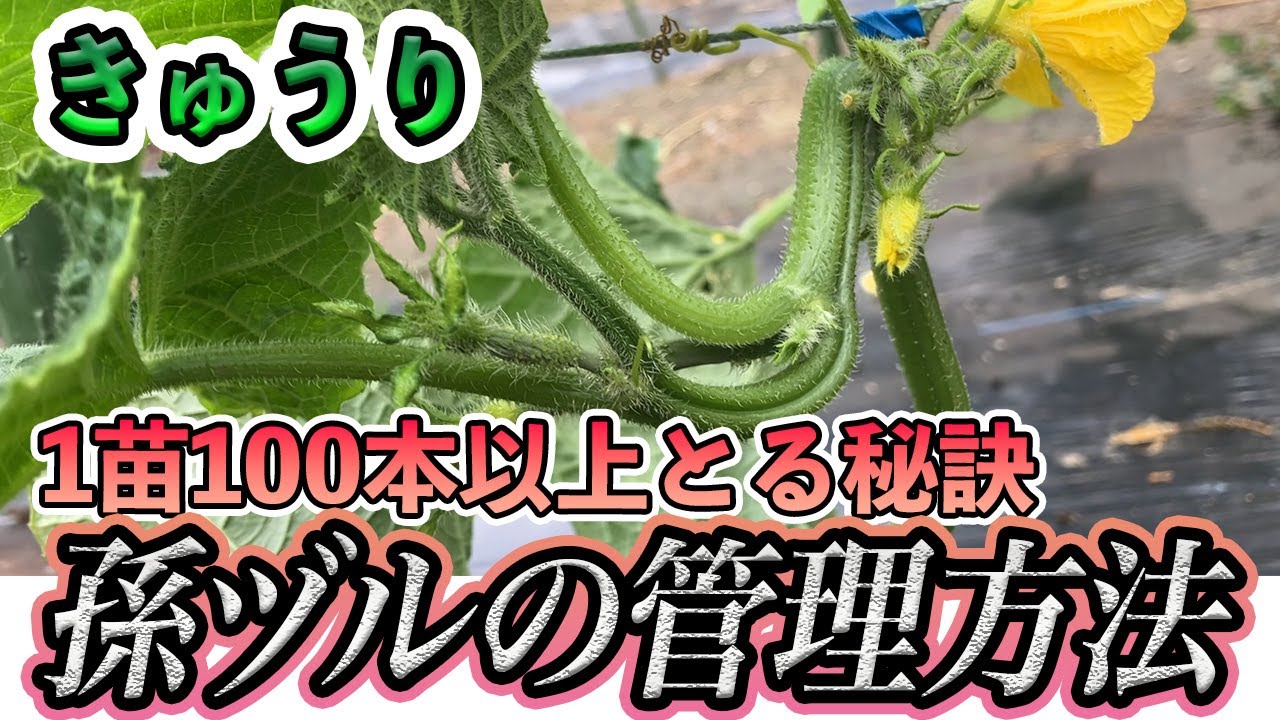 Cucumber] The important method of thinning and training the