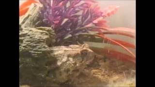 Gabby eating a firefly! (with slomotion)