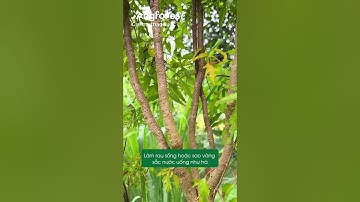 🌱 Đinh Lăng – Vừa Là Rau, Vừa Là Thuốc Bổ Tự Nhiên #dinhlang  #thaoduoc #thaoduocquanhta #Shorts