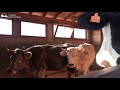 Las dos vacas rescatadas de ir al matadero conocen a otra vacas y toros rescatados
