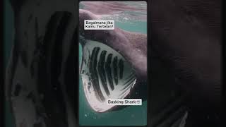 Basking Shark -Hiu Paling Mengerikan Di Dunia