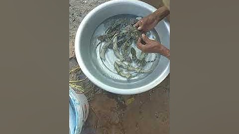 Cách lam tắc kè ngâm rượu