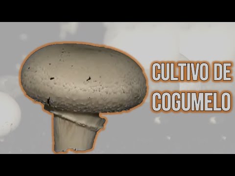 Vídeo: Como Os Cogumelos São Cultivados