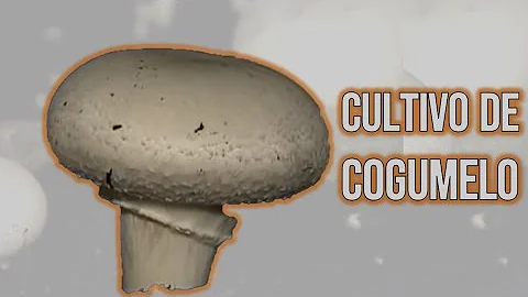 Como é feito o cultivo de champignon?