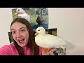 Ranking My Pet Ducks Week 17 | Featuring Sugar The Duck