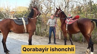 Samandar ukamizda qorabayir toy va gunon otlar 