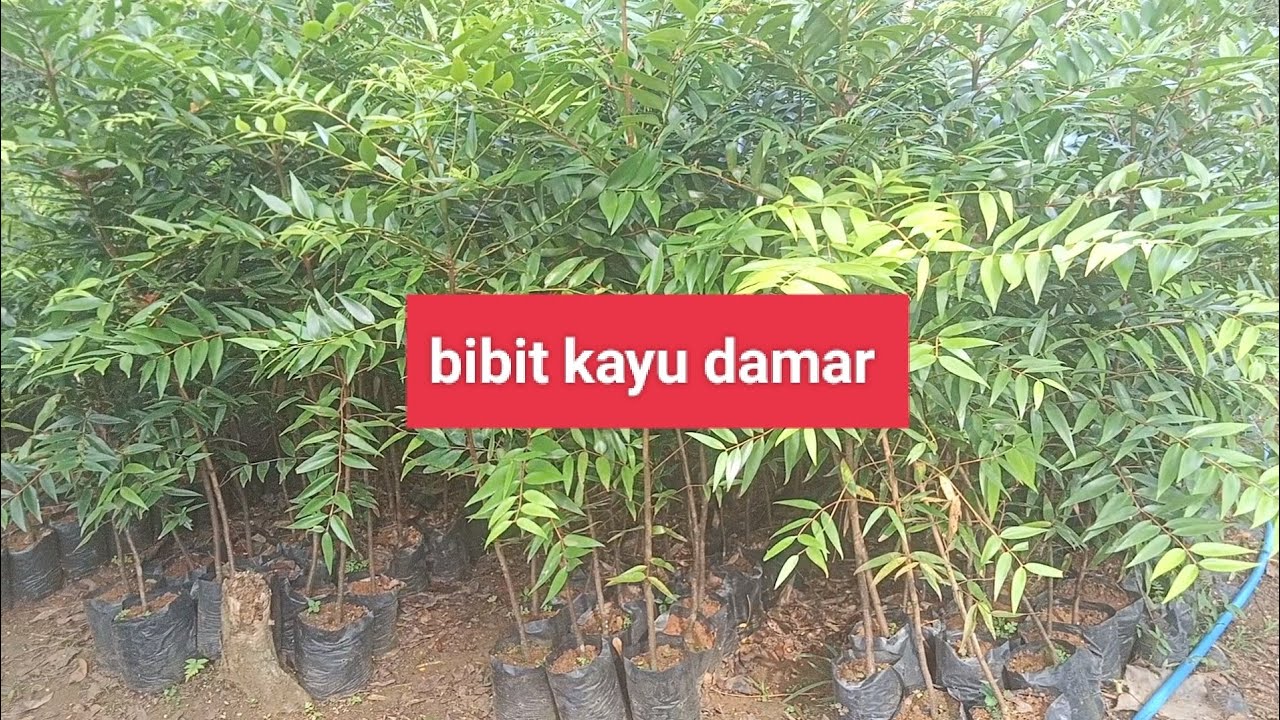 Jual bibit kayu damar