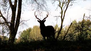 Deer Stag Silhouette - Copyright Free Stock Footage Clip