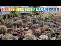Feliz dia das mulheres. Flores e cactos lindos no jardim . #jardimdecactos #flores #cactus 