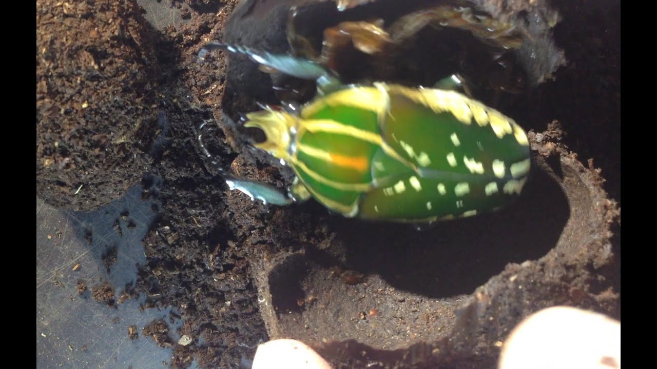 Mecynorrhina polyphemus confluens - checking for adults