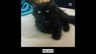 linom ve kayam edit #keşfet #abone #edits #phonk #bmw