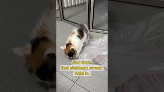 A Tiny Life, Fighting to Shine (Part 14): "Grab"  #kitten #cat #pets #cute #rescue #kitty #animals