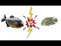 Piranha vs flowerhorn live feeding