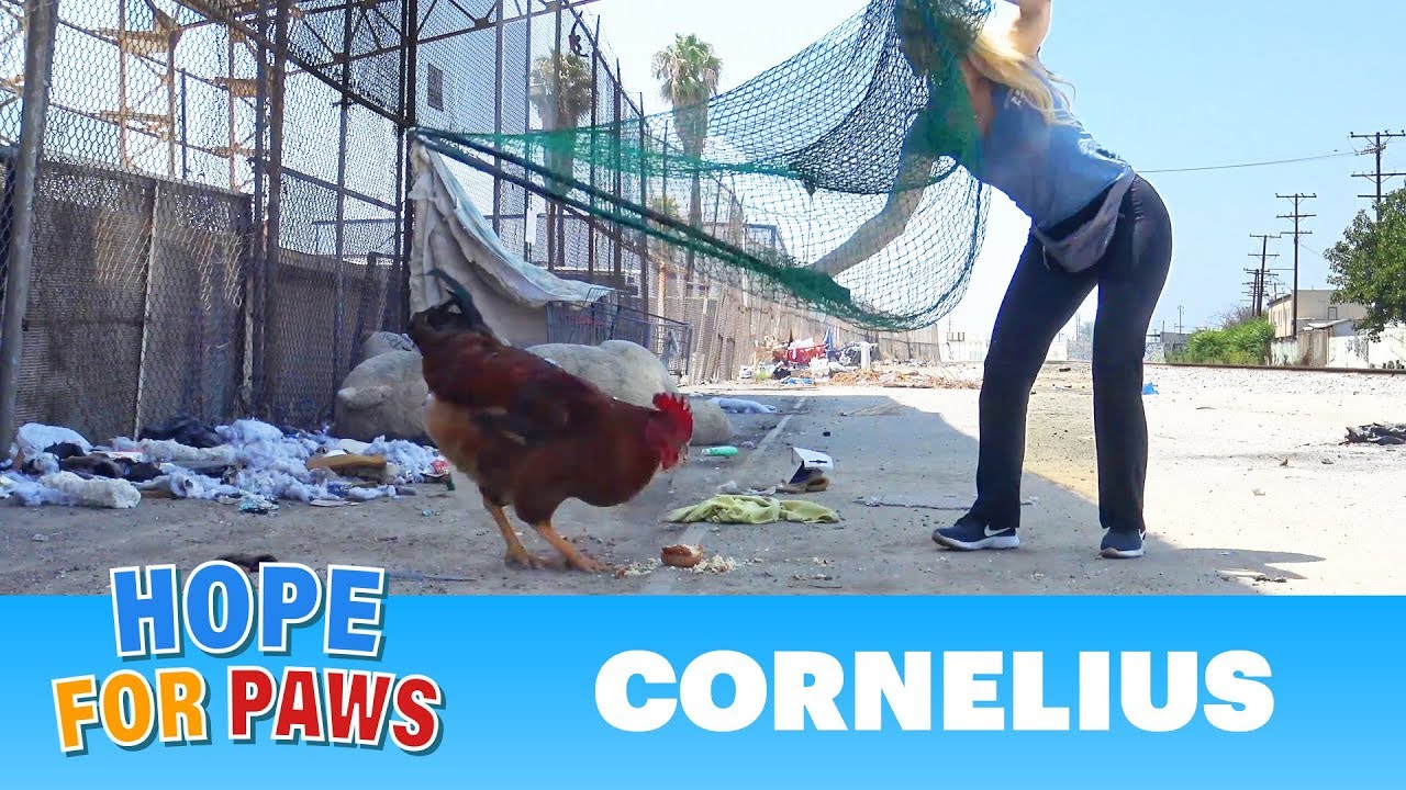A rooster escapes from a slaughterhouse - the end of the story is UNREAL!