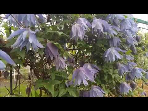 Княжики, клематисы 1