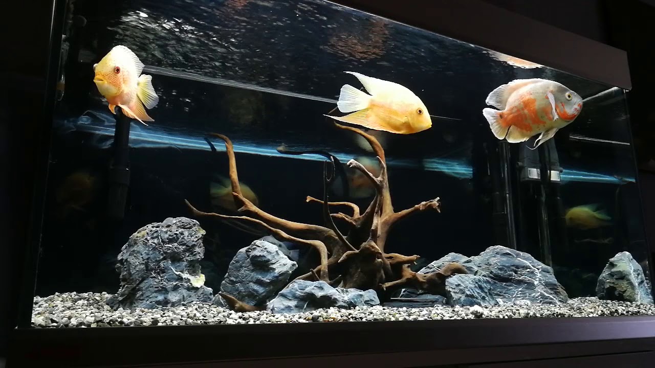 Oscar and Severum YouTube