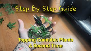 Topping Our Plants For The Second Time (Step By Step)