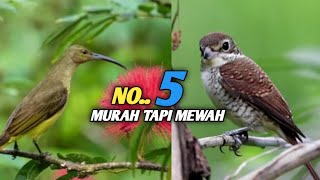 5 types of master birds that are cheap, even free, but luxurious and rarely known by people