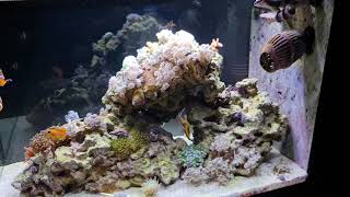 Fluval Sea EVO 13.5 gal 8 months update*